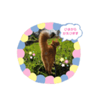 きなこ☆こむぎ（個別スタンプ：25）