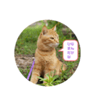 きなこ☆こむぎ（個別スタンプ：29）
