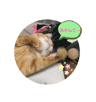 きなこ☆こむぎ（個別スタンプ：30）