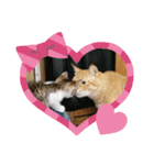 きなこ☆こむぎ（個別スタンプ：33）