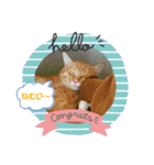 きなこ☆こむぎ（個別スタンプ：36）