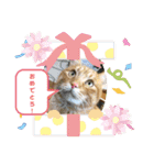 きなこ☆こむぎ（個別スタンプ：37）