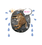きなこ☆こむぎ（個別スタンプ：39）