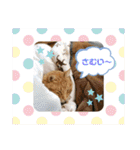 きなこ☆こむぎ（個別スタンプ：40）