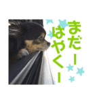あおば犬No．3（個別スタンプ：7）