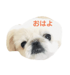 ホワイトペキニーズのらんちゃん（個別スタンプ：11）