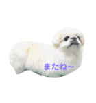 ホワイトペキニーズのらんちゃん（個別スタンプ：12）