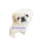 ホワイトペキニーズのらんちゃん（個別スタンプ：17）