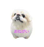 ホワイトペキニーズのらんちゃん（個別スタンプ：21）
