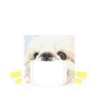 ホワイトペキニーズのらんちゃん（個別スタンプ：24）