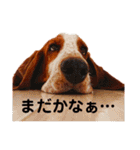 - もぉのスタンプだよん -（個別スタンプ：15）