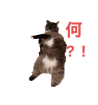 幸福を呼ぶニャン子（個別スタンプ：2）