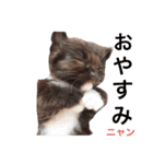 幸福を呼ぶニャン子（個別スタンプ：3）