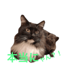 幸福を呼ぶニャン子（個別スタンプ：10）