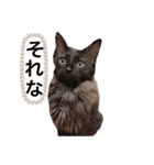 幸福を呼ぶニャン子（個別スタンプ：14）