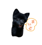 黒ポメ☆日常（個別スタンプ：1）