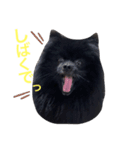 黒ポメ☆日常（個別スタンプ：2）