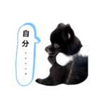 黒ポメ☆日常（個別スタンプ：6）