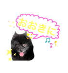 黒ポメ☆日常（個別スタンプ：7）