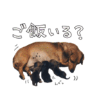 ダイくんのスタンプ（個別スタンプ：35）
