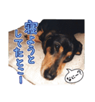 ダイくんのスタンプ（個別スタンプ：37）
