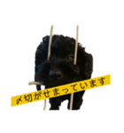 黒プーここのスタンプ（個別スタンプ：12）