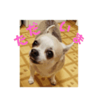 コロンでございます4（個別スタンプ：5）