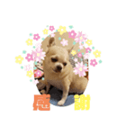 コロンでございます4（個別スタンプ：6）