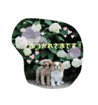 癒し犬あずもこ（個別スタンプ：1）