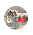 癒し犬あずもこ（個別スタンプ：2）