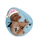 癒し犬あずもこ（個別スタンプ：3）