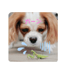 癒し犬あずもこ（個別スタンプ：4）
