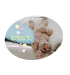 癒し犬あずもこ（個別スタンプ：5）