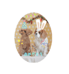 癒し犬あずもこ（個別スタンプ：6）