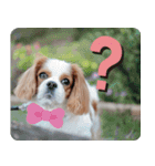 癒し犬あずもこ（個別スタンプ：7）
