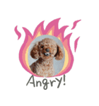 癒し犬あずもこ（個別スタンプ：8）