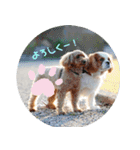 癒し犬あずもこ（個別スタンプ：9）