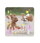 癒し犬あずもこ（個別スタンプ：10）