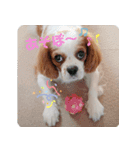 癒し犬あずもこ（個別スタンプ：11）
