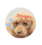 癒し犬あずもこ（個別スタンプ：12）