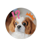 癒し犬あずもこ（個別スタンプ：13）