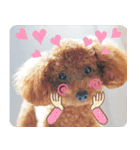 癒し犬あずもこ（個別スタンプ：14）