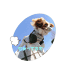 癒し犬あずもこ（個別スタンプ：15）