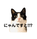 ハチワレねこスタンプNOCO（個別スタンプ：1）
