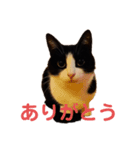 ハチワレねこスタンプNOCO（個別スタンプ：2）