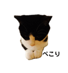 ハチワレねこスタンプNOCO（個別スタンプ：3）
