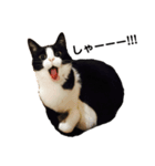ハチワレねこスタンプNOCO（個別スタンプ：4）