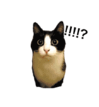 ハチワレねこスタンプNOCO（個別スタンプ：5）