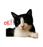 ハチワレねこスタンプNOCO（個別スタンプ：6）