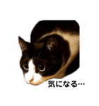 ハチワレねこスタンプNOCO（個別スタンプ：8）